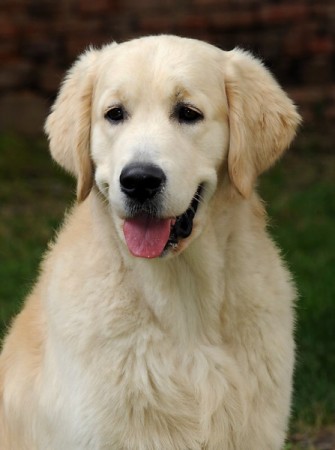 Deep Delight Brdské zlato "U"  - Jimánek